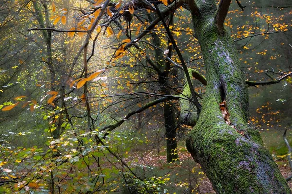 Vue Panoramique Arbre Aux Feuilles Jaunes Dans Une Forêt Mystique — Photo