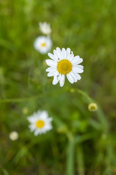 Selektiv Fokus Skott Vita Prästkragar Blommar Grön Äng — Stockfoto