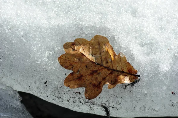 Zbliżenie Ujęcia Pojedynczego Brązowego Wyblakłego Liścia Dębu Śniegu — Zdjęcie stockowe