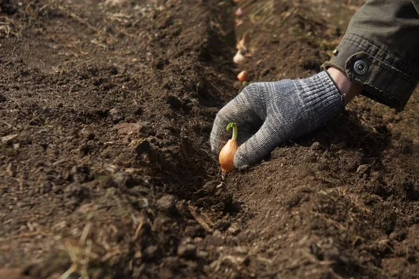 Foco Seletivo Mão Enluvada Fazendeiro Plantando Cebolas Jardim Primavera — Fotografia de Stock