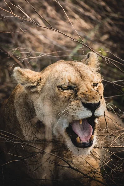 Vahşi Doğada Kükreyen Bir Dişi Aslan — Stok fotoğraf