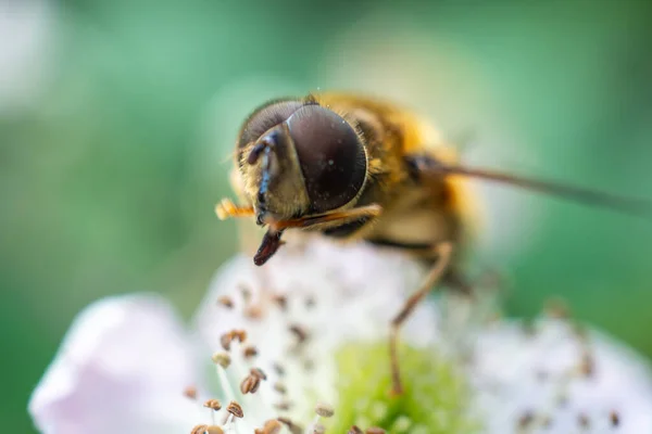 Detailní Záběr Včely Sedící Bílém Květu Zeleným Rozmazaným Pozadím — Stock fotografie