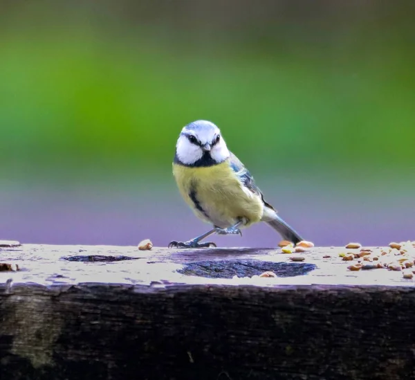 Tit Blue Yellow Feathers Sitting Bench Park — Foto Stock