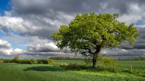 Самотнє Дерево Зеленому Полі Хмарним Небом Фоні — стокове фото