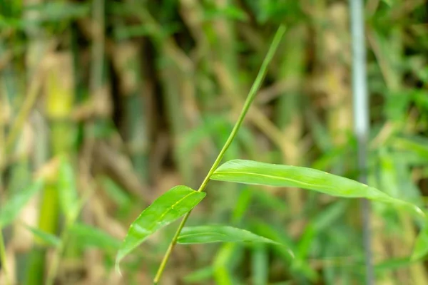 Een Ondiepe Focus Shot Van Japanse Stiltgrass Groene Planten Met — Stockfoto