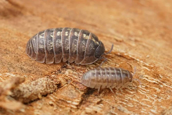 Närbild Vanliga Piller Bugg Woodlice Vanliga Piller Bugg Armadillidium Vulgare — Stockfoto