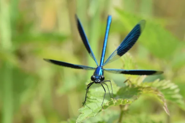 Крупный План Группы Demoiselle Calopteryx Splendens Сидящей Крапиве — стоковое фото