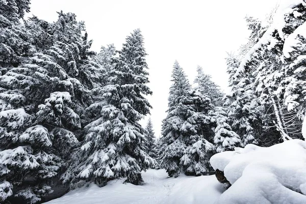 一片雪地覆盖着一片白森林中的松树 — 图库照片