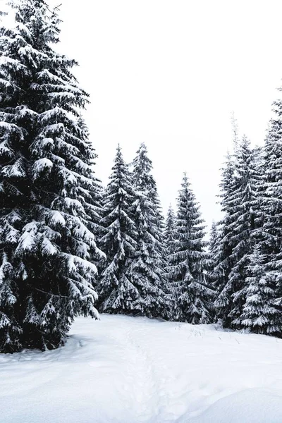 Ormandaki Karlı Çam Ağaçlarının Güzel Manzarası — Stok fotoğraf