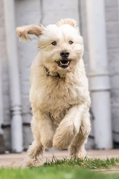 Nantwich Archivfotografie Stadt Sonniger Tag Golden Doodle Haustier Hund Garten — Stockfoto