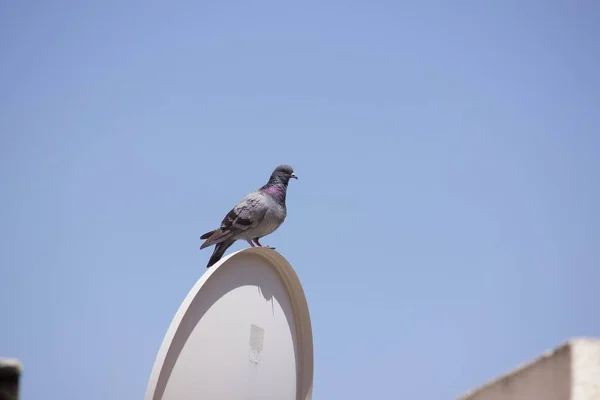 Close Pombo Rocha Sentado Objeto Redondo Com Céu Azul Fundo — Fotografia de Stock