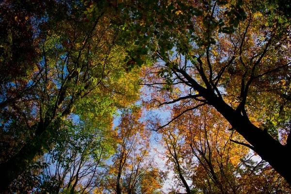 Árvores Grandes Com Folhas Coloridas Árvores São Mostradas Como Silhueta — Fotografia de Stock