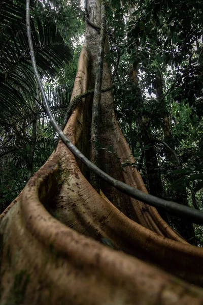 Eine Flache Aufnahme Von Ficus Aurea Florida Würgefeige Einem Grünen — Stockfoto
