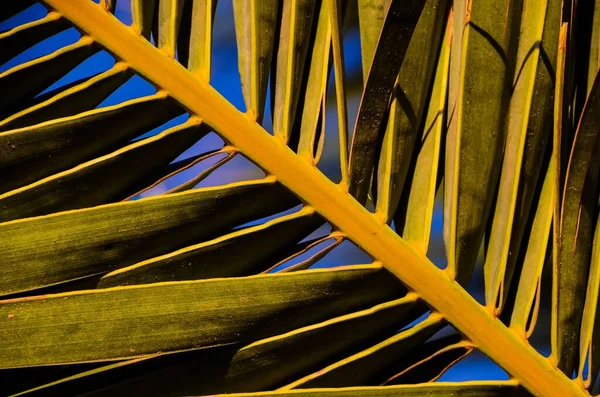 Texture Green Palm Leaf Pattern Backround — Photo