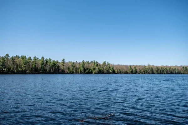 Malowniczy Widok Jezioro Lesie Letnim Czasie Piękny Widok Zielone Drzewa — Zdjęcie stockowe