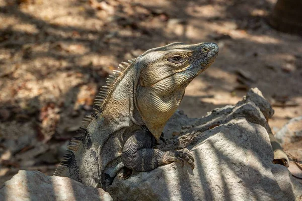 Black Iguana Kruger National Park Northeastern South Africa — Stock Photo, Image