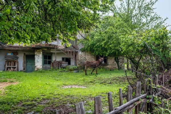 Ein Stehender Esel Neben Alten Zerstörten Häusern Grünen Garten Unter — Stockfoto