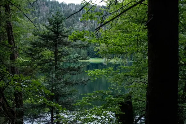 의나무 아름다운 호수의 — 스톡 사진