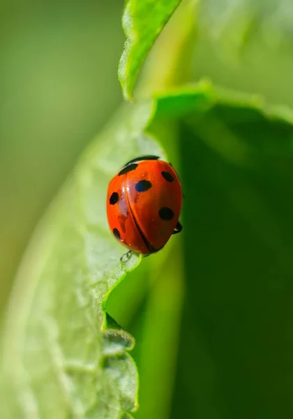 Closeup Shot Ladybug Green Leaf — Stock Photo, Image