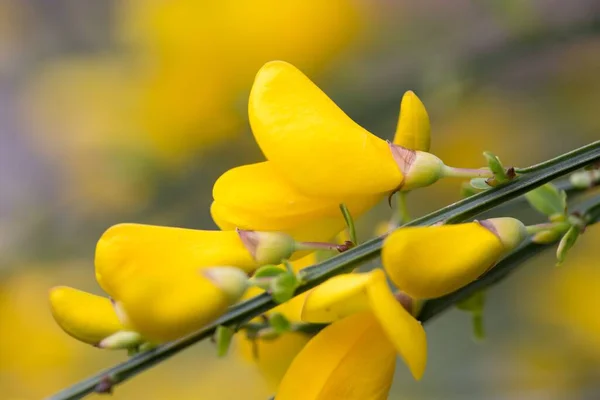 Желтый Цветок Ракитника Саду — стоковое фото