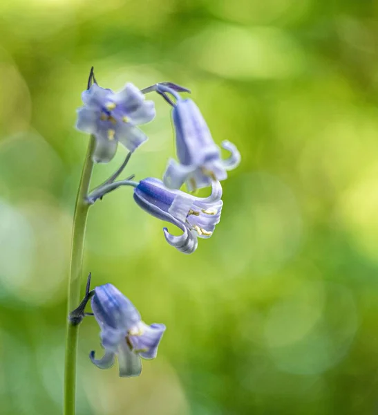 Vertical Closeup Common Bluebell Blur Background — Stock Photo, Image