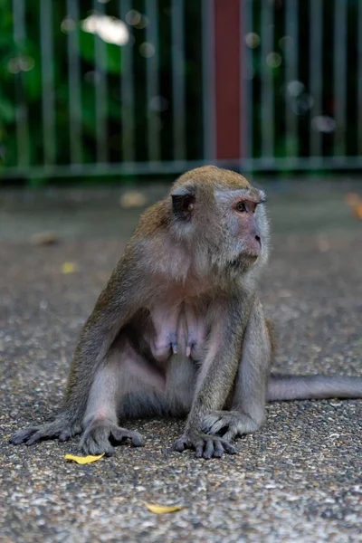 Shot Grey Monkey Sitting Ground — Stock Photo, Image