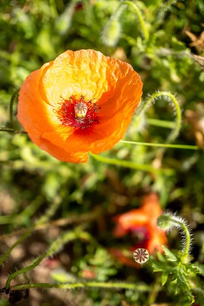 Plano Vertical Una Flor Amapola Roja Jardín Sobre Fondo Borroso — Foto de Stock