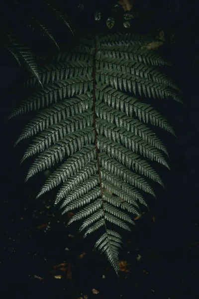 Közelkép Sötétség Páfrány Erdőben Tapéta — Stock Fotó