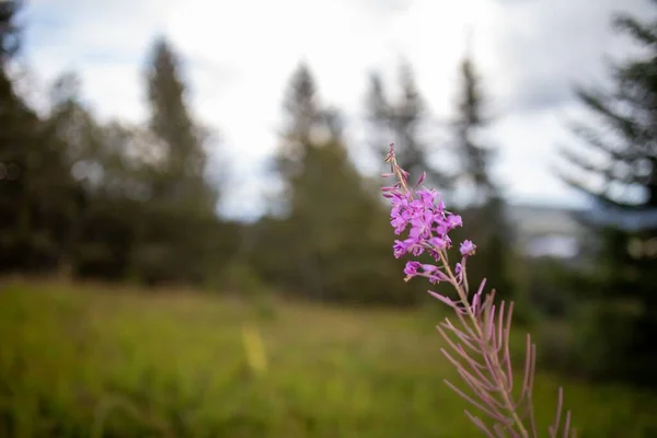 Eine Nahaufnahme Einer Rosa Blume Einem Grünen Feld — Stockfoto