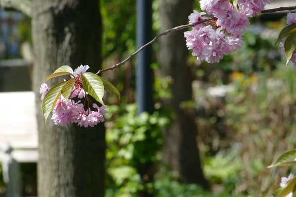 Vacker Bild Japanska Blommande Körsbär — Stockfoto