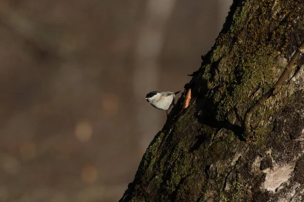 Beautiful Shot Cute Willow Tit Tree Trunk — Stok fotoğraf