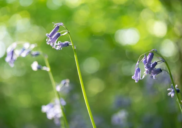 Selective Focus Shot Common Bluebell Blur Background — Stock Photo, Image