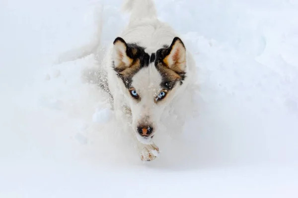 雪の上を走ってカメラを見ているハスキーのクローズアップショット — ストック写真