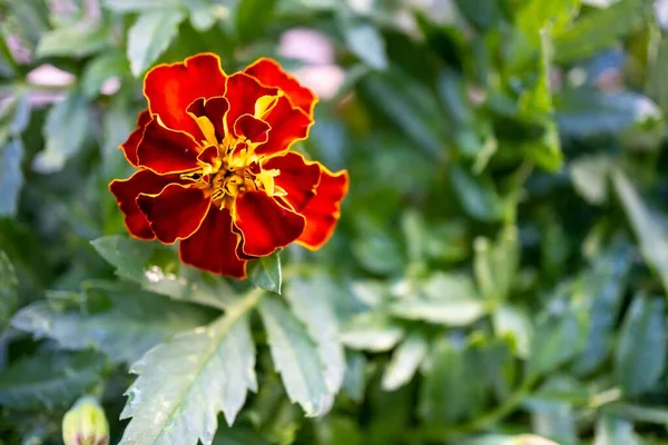 Detailní Záběr Marigold Květiny Zelenými Listy Rozmazaném Pozadí — Stock fotografie