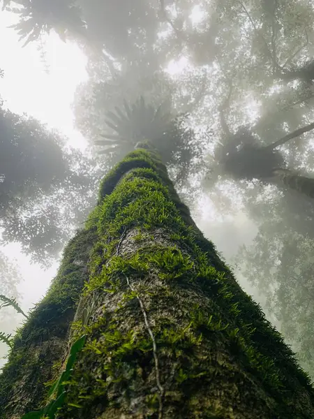 Plano Vertical Bajo Ángulo Árbol Bosque Durante Día — Foto de Stock