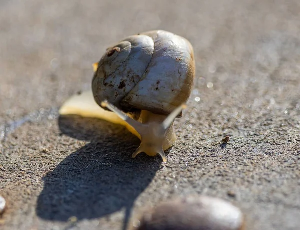 Closeup Crawling Snail Ground Selected Focus — Stock Photo, Image