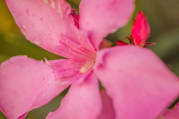 Primer Plano Una Especie Flor Olivo Florecido Con Pétalos Rosados —  Fotos de Stock