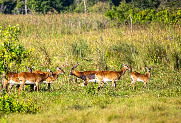 Una Vista Panorámica Ciervos Antílopes Campo Una Zona Rural Tiempo —  Fotos de Stock