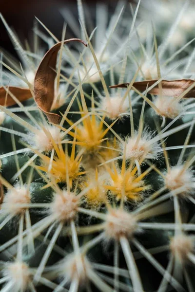 Makro Fokus Skott Bruna Torra Blad Fastnat Mellan Kaktustörnen — Stockfoto