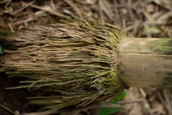 A closeup shot detail of a bamboo plant root