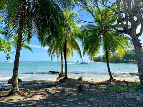 Een Prachtig Shot Van Een Aantal Palmbomen Een Strand Buurt — Stockfoto
