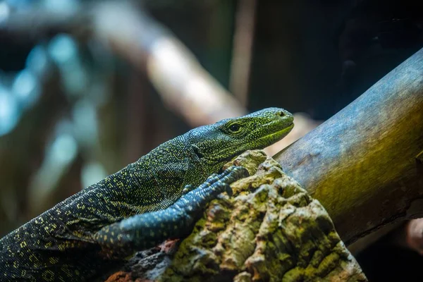 Close Verde Crocodilo Monitor Zoológico — Fotografia de Stock