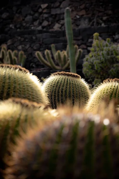 Selektiv Guldfat Kaktus Öknen — Stockfoto