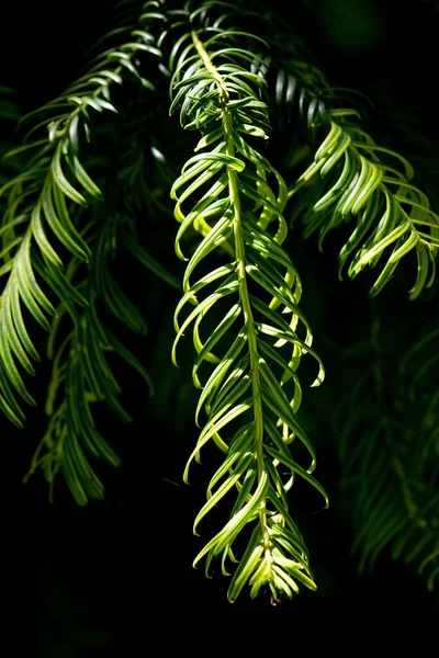 カナダのビクトリア州にある太平洋園芸センターの日本庭園では 松の葉を持つ植物の垂直撮影 — ストック写真
