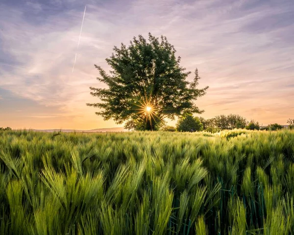 Atardecer Solitario Árbol Campo — Foto de Stock