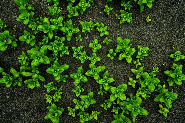 Peploides Honckenya Verdes Crescendo Solo Escuro — Fotografia de Stock
