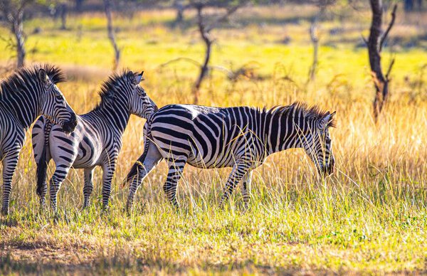 A scenic view of a number of zebras on a field in a rural area in sunny weather