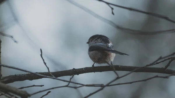 Маленький Птах Сидить Гілці Дерева Листя Захопленого Ззаду Ватнелл Вудсі — стокове фото