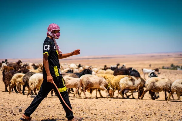 View Arabian Herdsman Sheep Goats Background — Stock Photo, Image