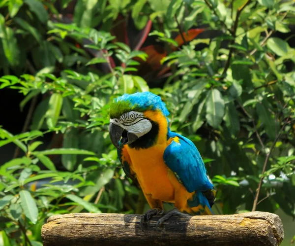 Modré Žluté Macaw Parku Slunečného Dne — Stock fotografie